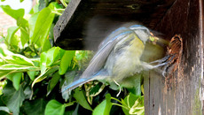 Blaumeise_mit_Futter (22).jpg